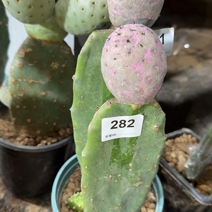 新款月球坑习志野282