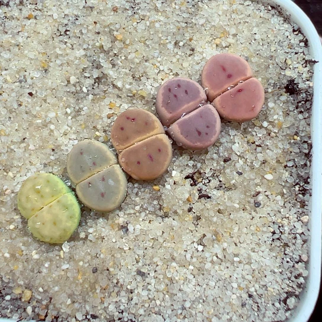 完全开放优秀的肉肉619-4