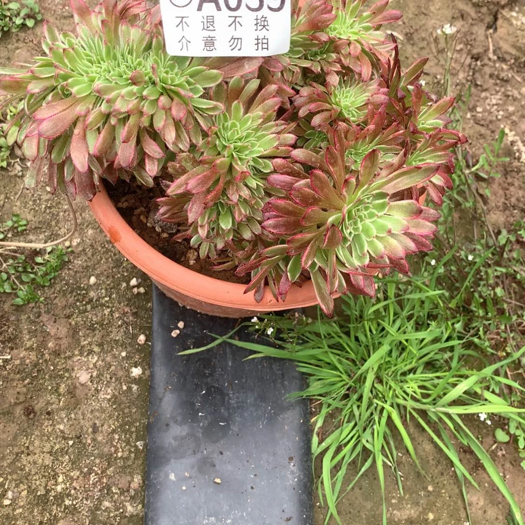多肉植物水墨缀039