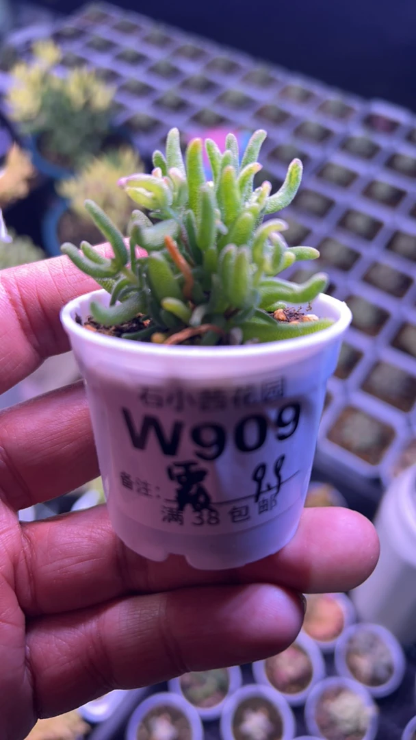 霞-彩虹卷-多肉植物枝干番杏