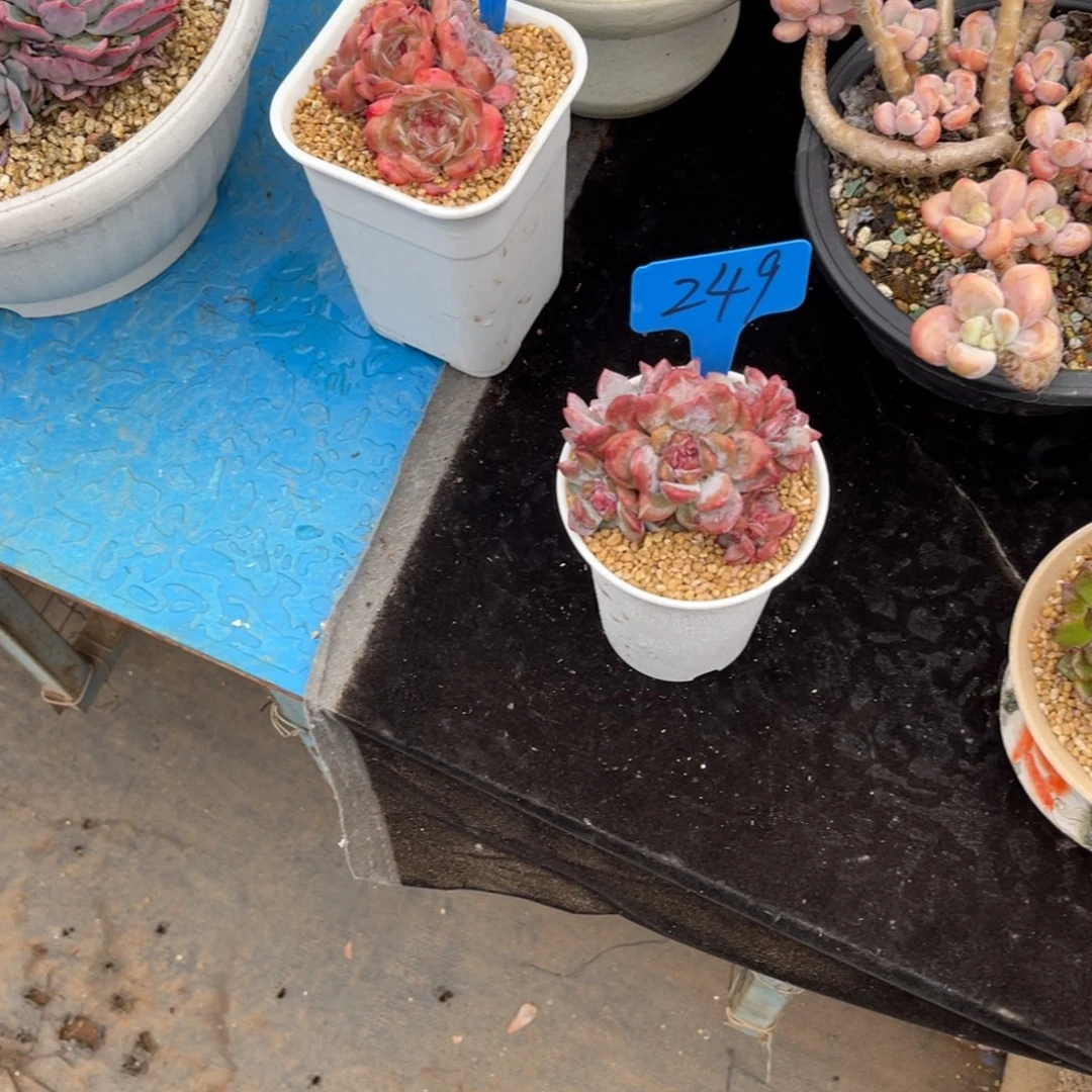 不*°249粉色珍妮多肉植物