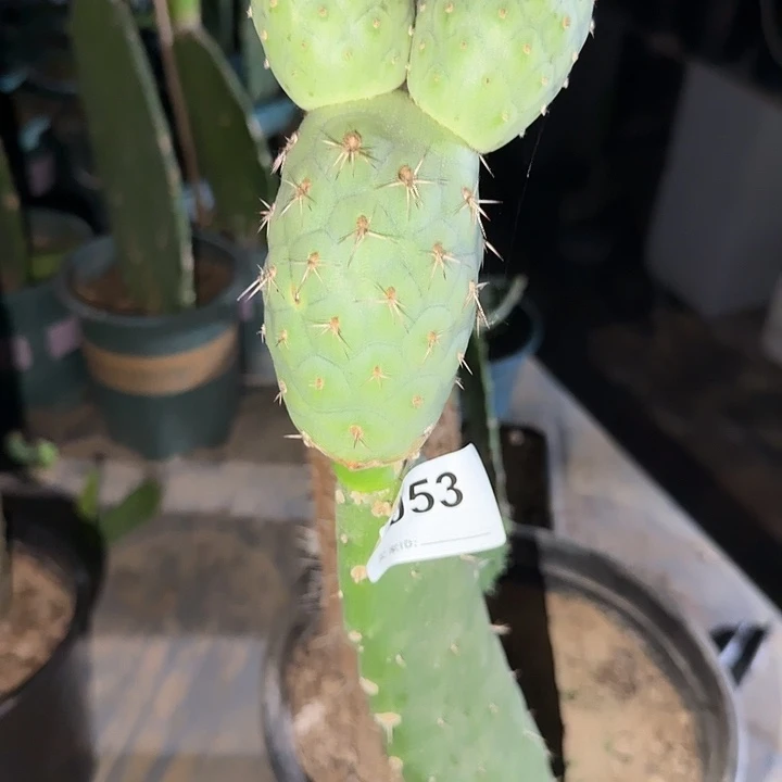 苗接月球坑习志野053