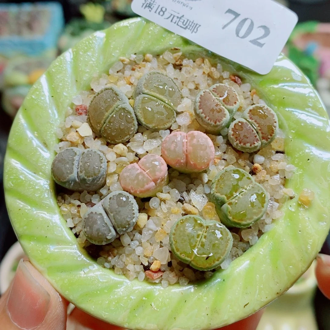 生石花花花哈哈哈哈哈哈702