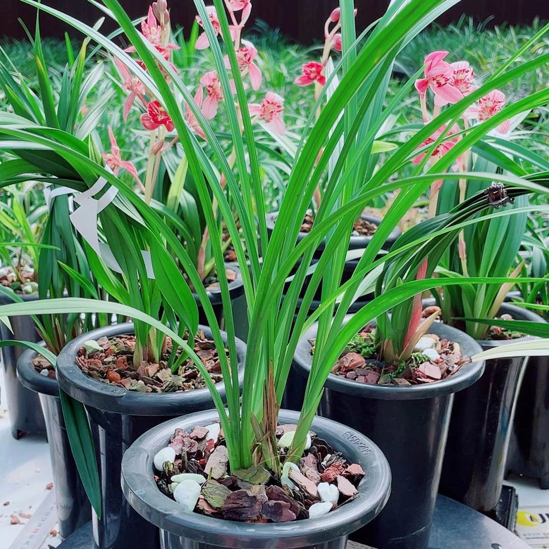 余***，完全开放一物一拍漂亮开花