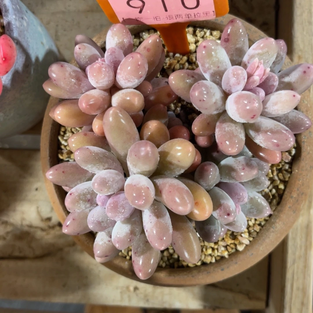 最****云尘多肉一物一拍不含盆910