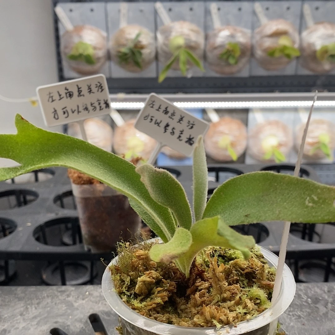 无花朵侏儒塔苏塔鹿角蕨