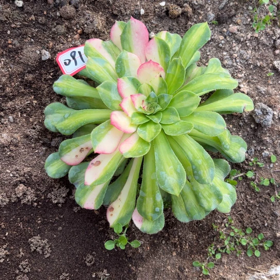 091多肉植物知否带侧芽