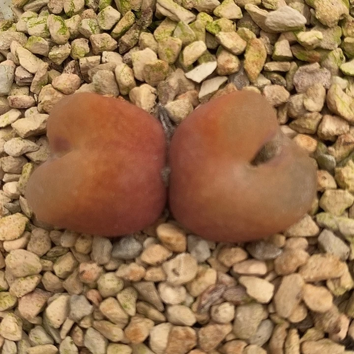 457吕氏母本一颗。