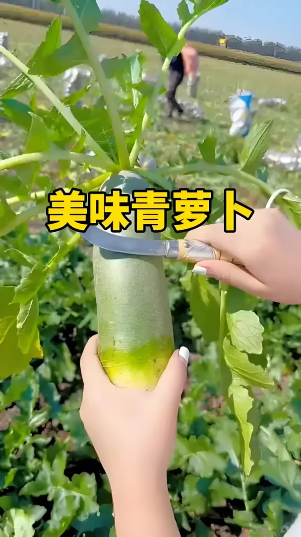 大青萝卜种子正宗高产生吃青萝卜蔬菜种子农家庭院阳台盆栽易种植
