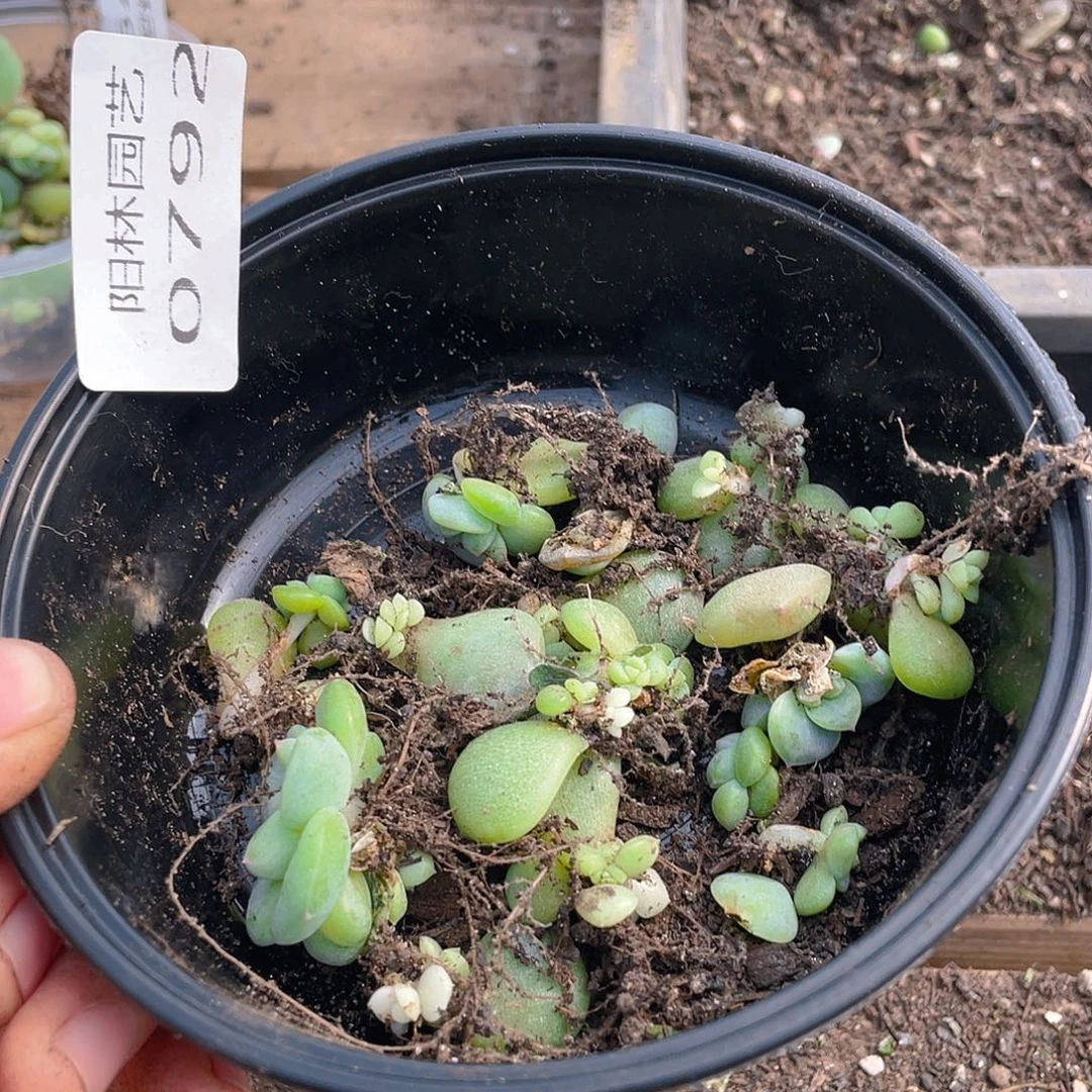 多肉植物多肉植物792