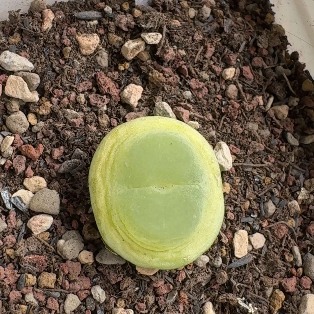 鲸***喜1229-016拉登拉登拉登