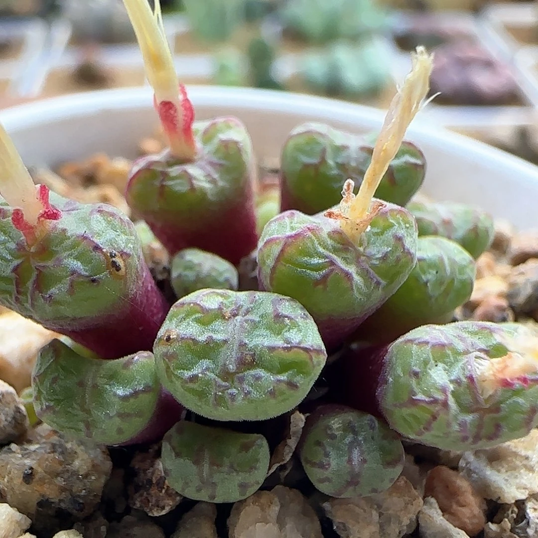 红宝石安贞。  58137