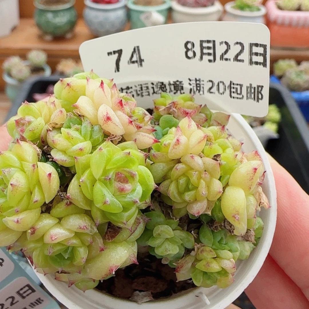 花语逸镜0822-74散