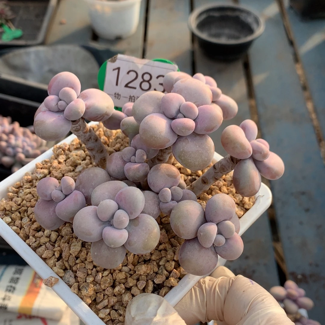 腰子蛋老桩无砍1283