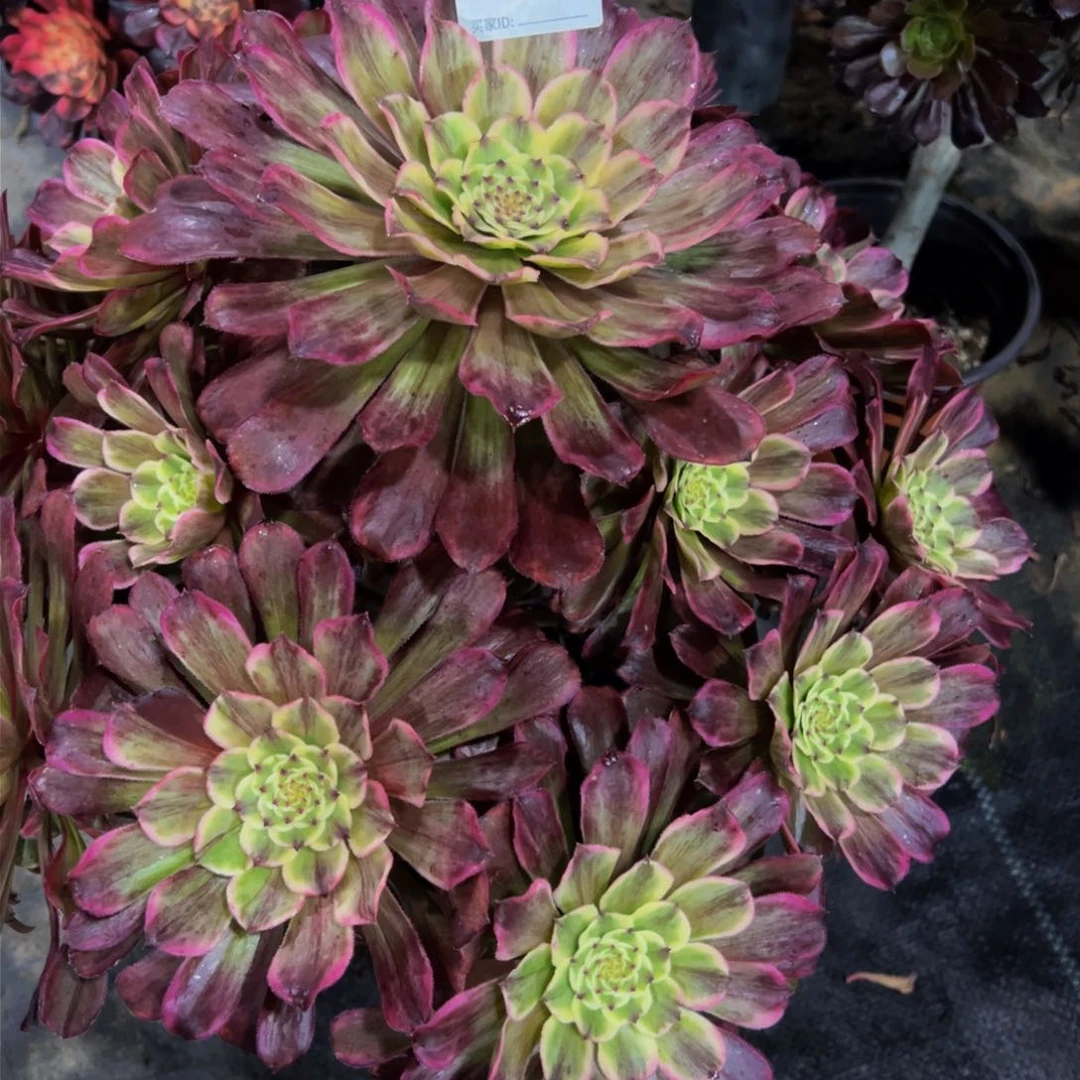 水墨画多肉植物738