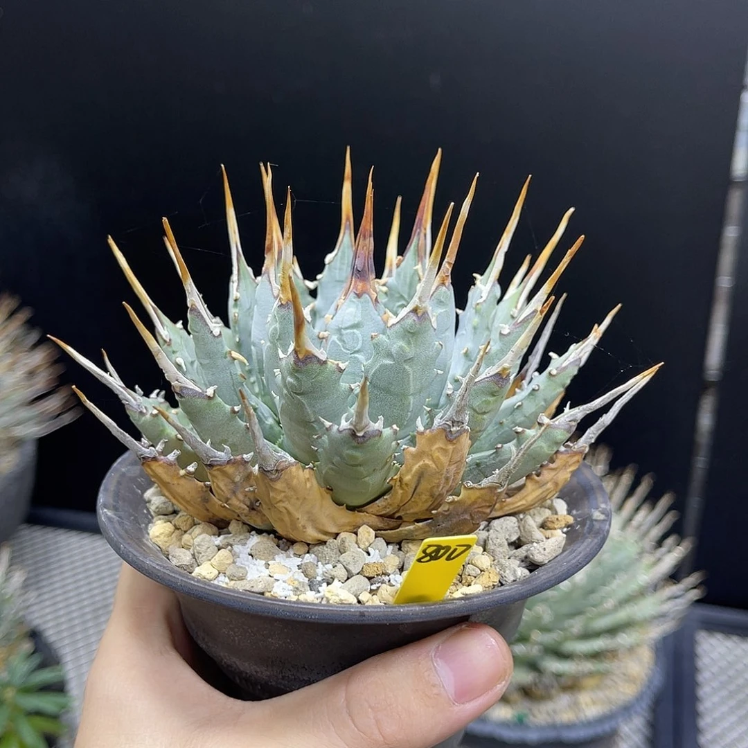 曲刺妖炎短宽叶带盆