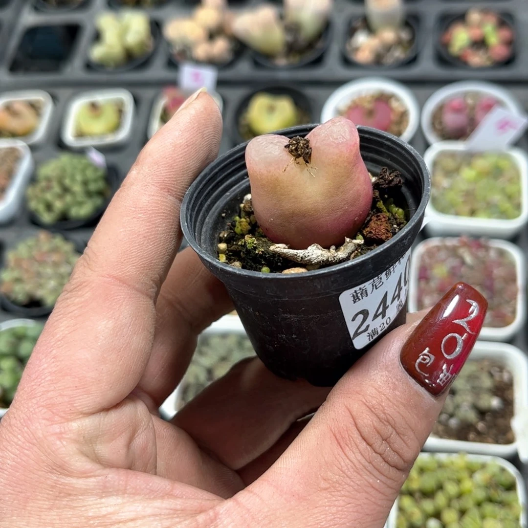 24403一物一拍单头发货