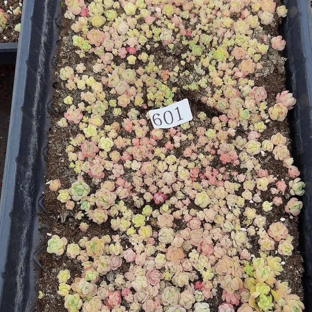 多肉植物多肉植物601