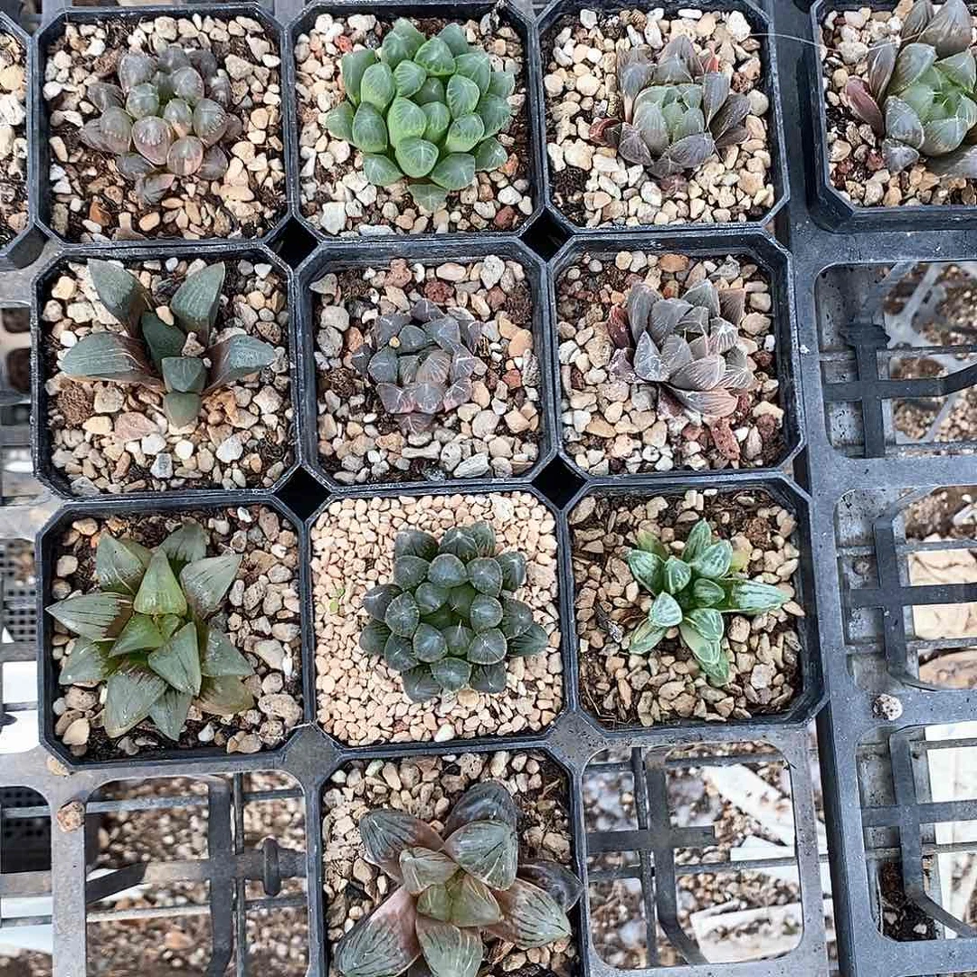 10颗脱土发货择优发货