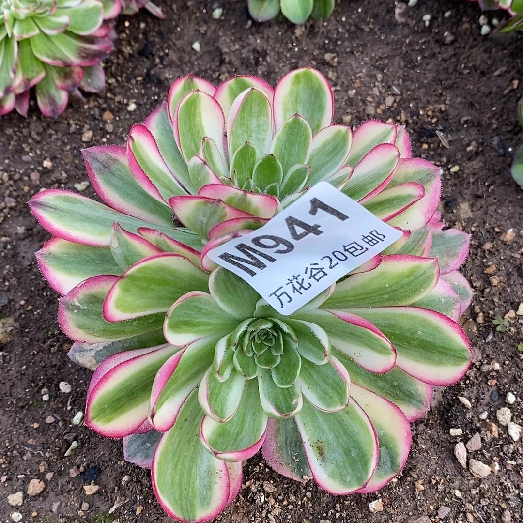 941倾城多肉植物