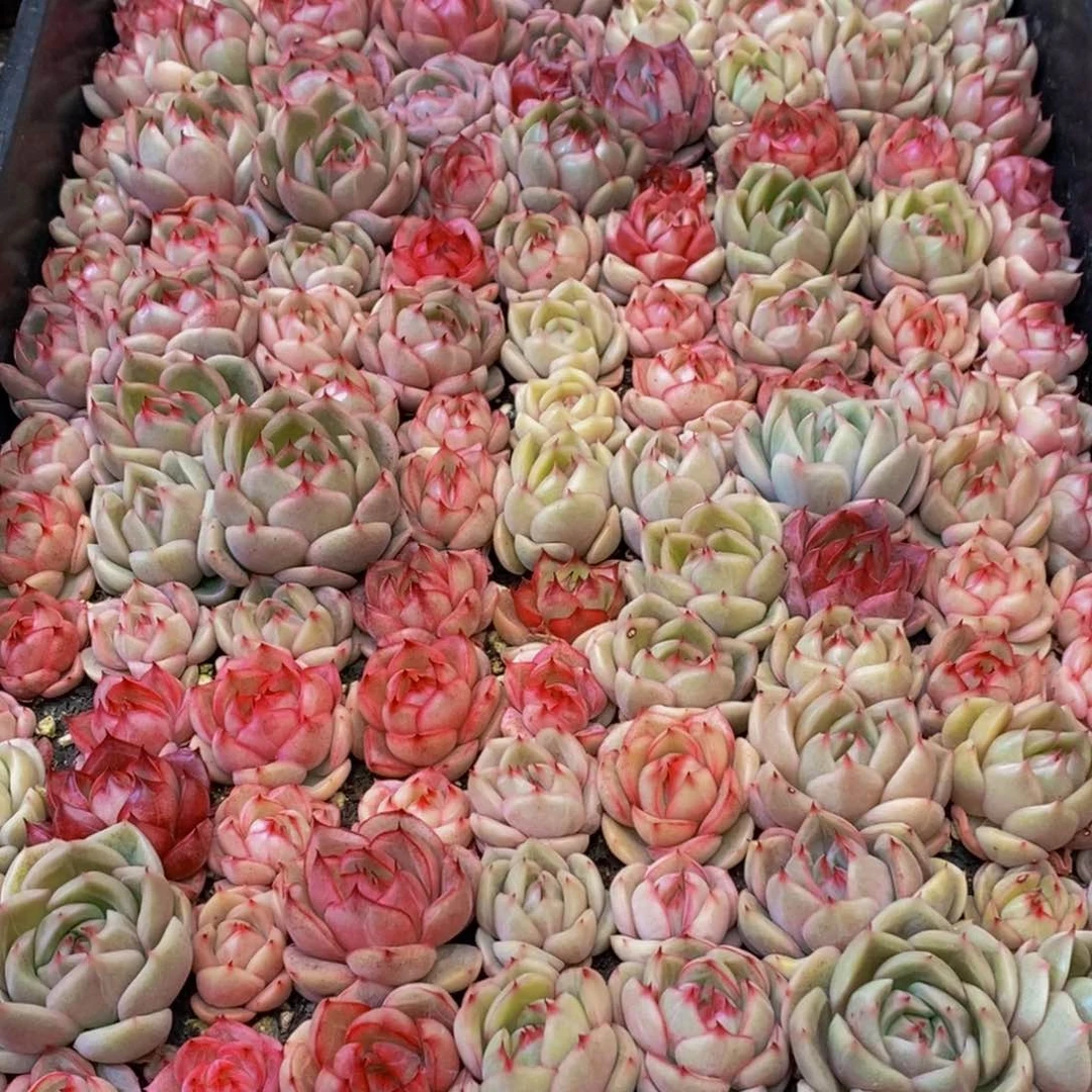 岩*壮691多人在一起的时候