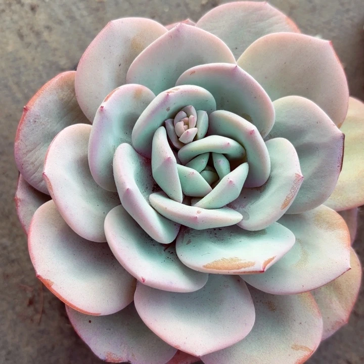 大奶茶单头一棵发