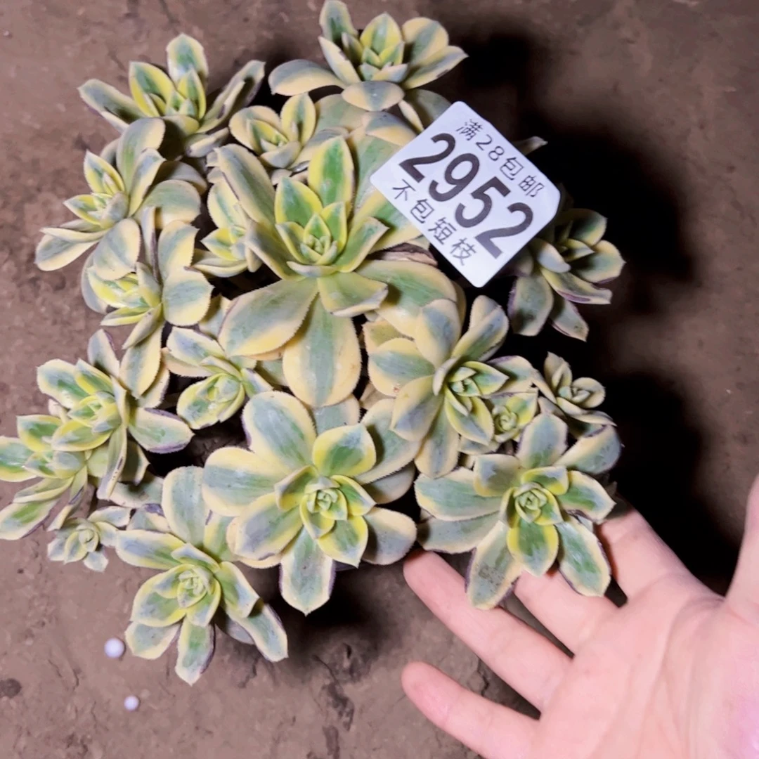 星报多肉植物2952