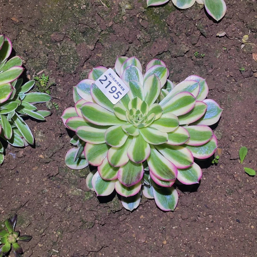2195粉海王多肉植物