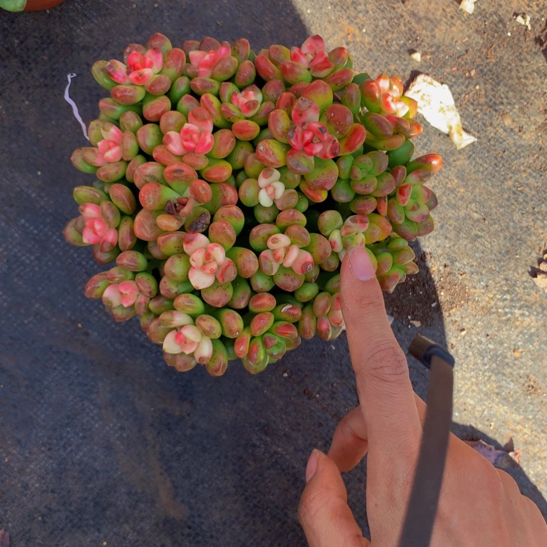 香豆子2.99带盆土有斑点