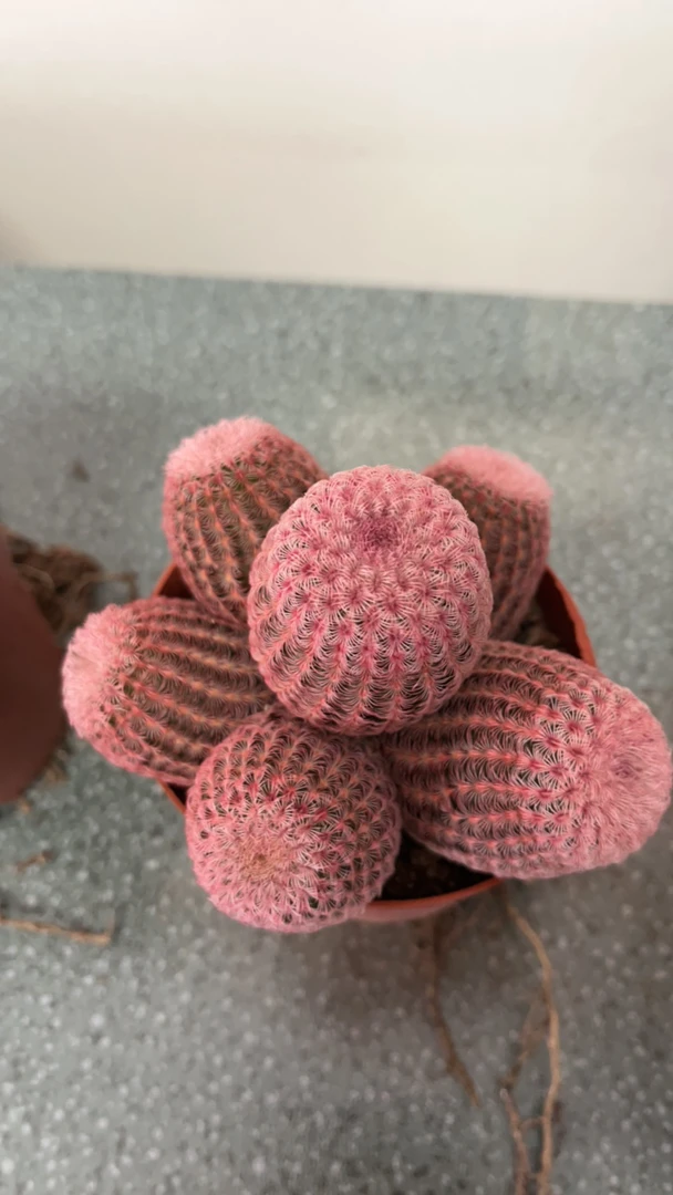 红太阳多头 仙人球 整体直径10–12cm（脱土裸根发货）