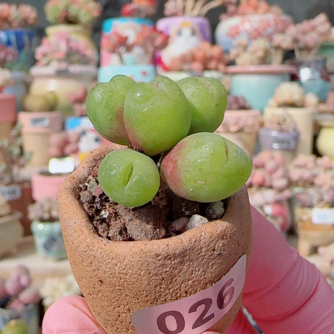 优选 小毛翠 一物一拍