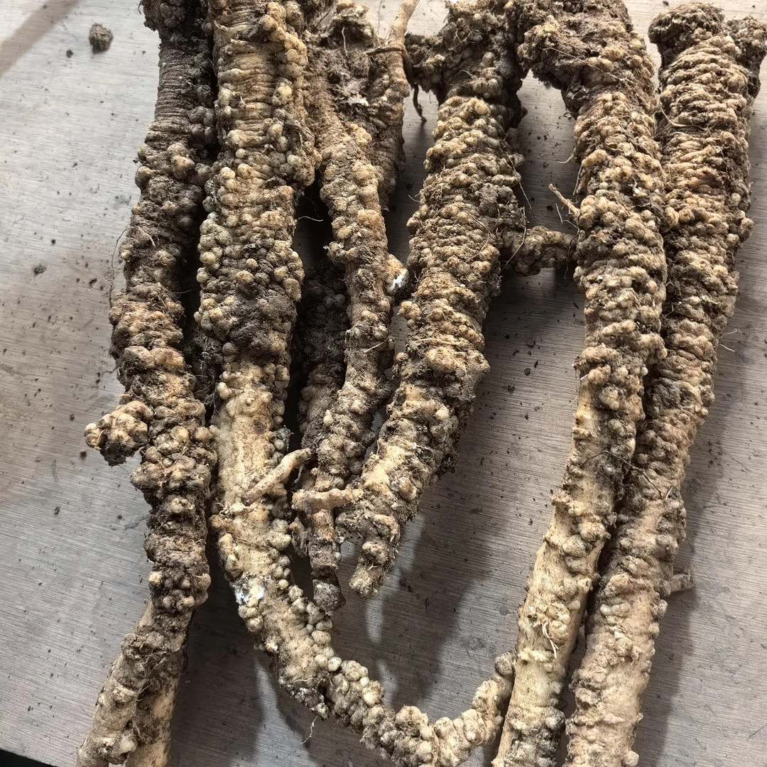 甘肃新鲜野生蛤蟆党（直播间改价）煲汤 炖肉 泡酒滋补品500g