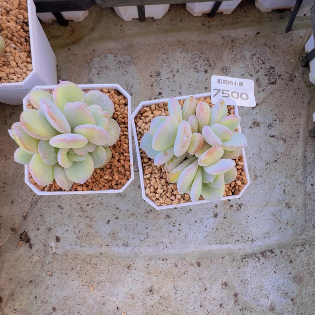 夕****奶茶群20颗刘姐挑7500