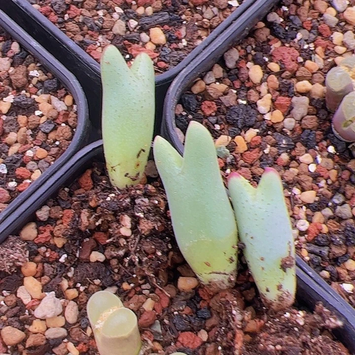 Umdaus皮卡丘三头