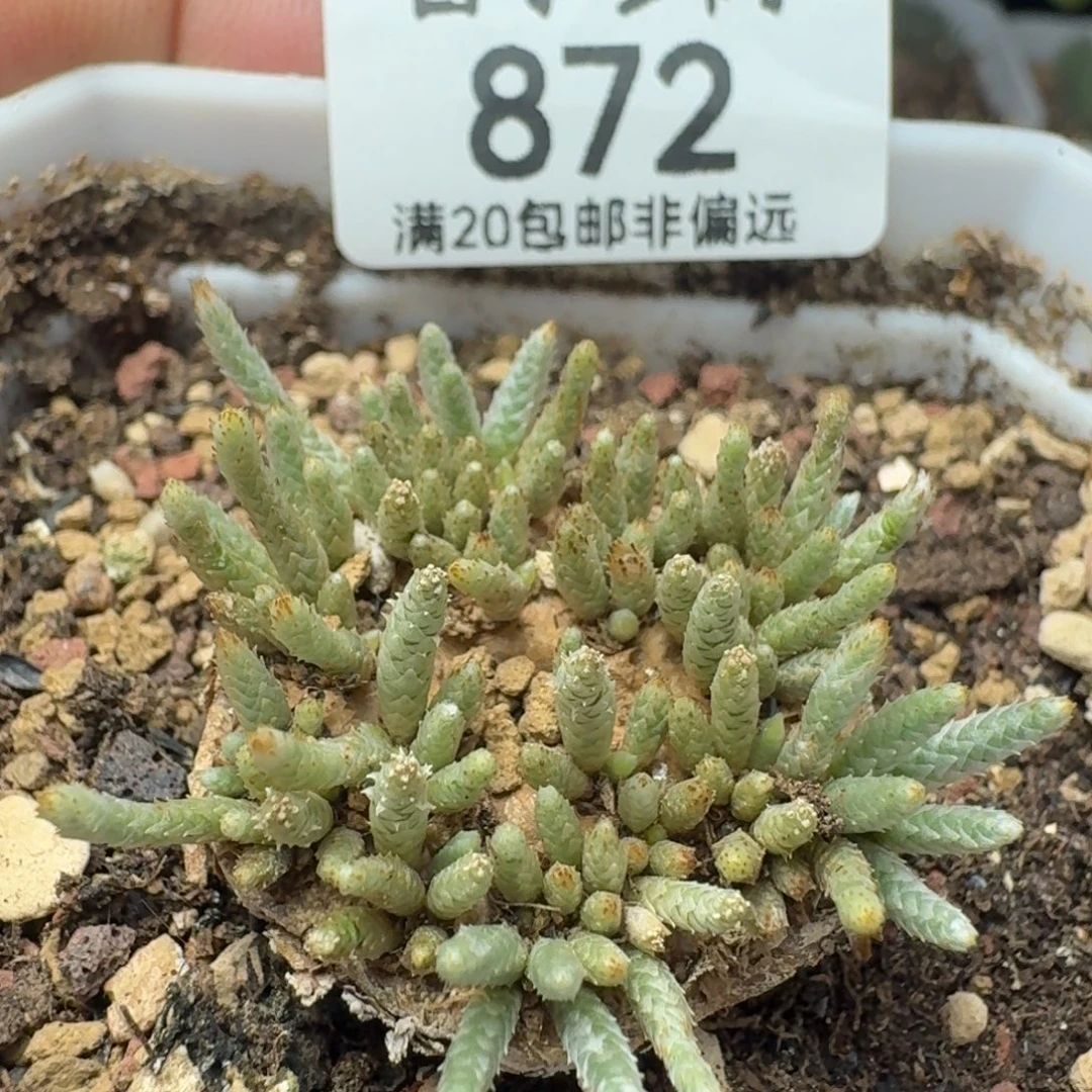 红花韧锦         带盆土