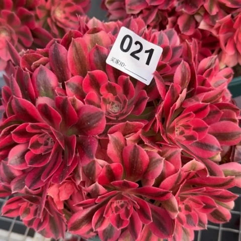 021女巫20厘米左右