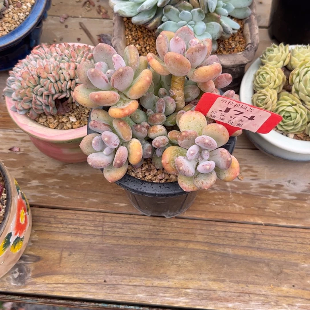 榴*✨多肉植物111111