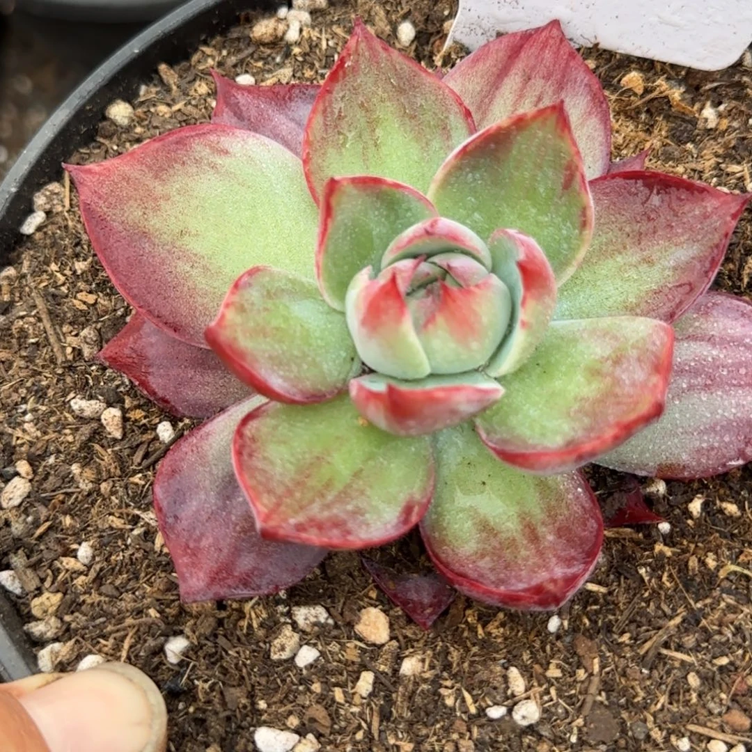 惊鸿一物一拍包装收缩花旱419