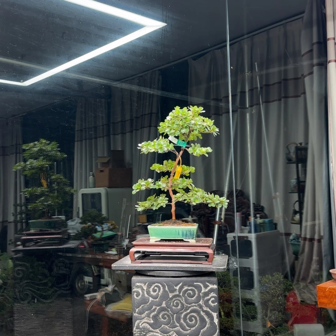 日***月无花朵花卉苗木花卉苗木5506