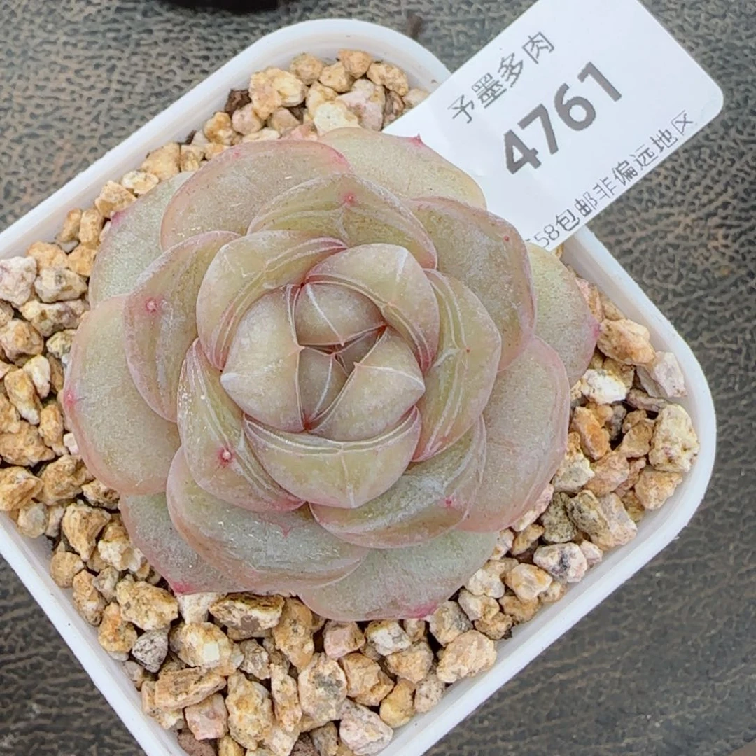红皇后，4761多肉植物
