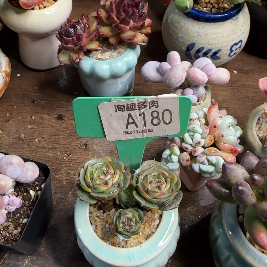 罗西马多肉植物多头