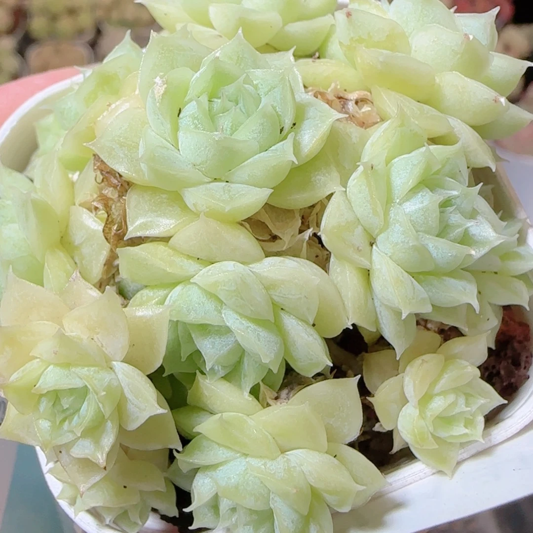 花语逸镜1116-387散