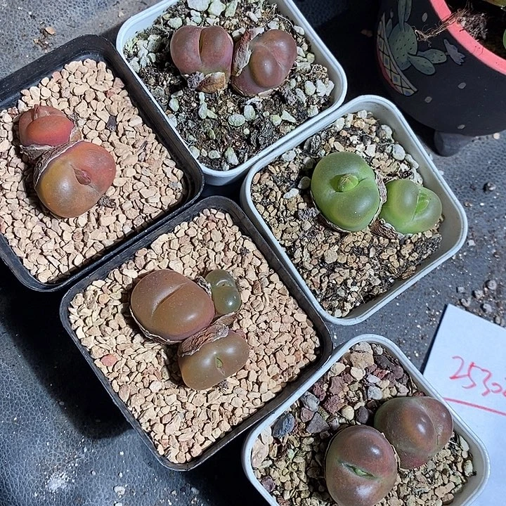 25302。  一组毛毛双头带盆发。