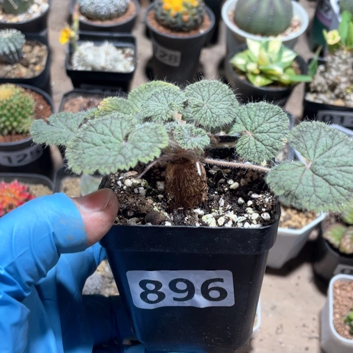 896圆叶洋葵块根