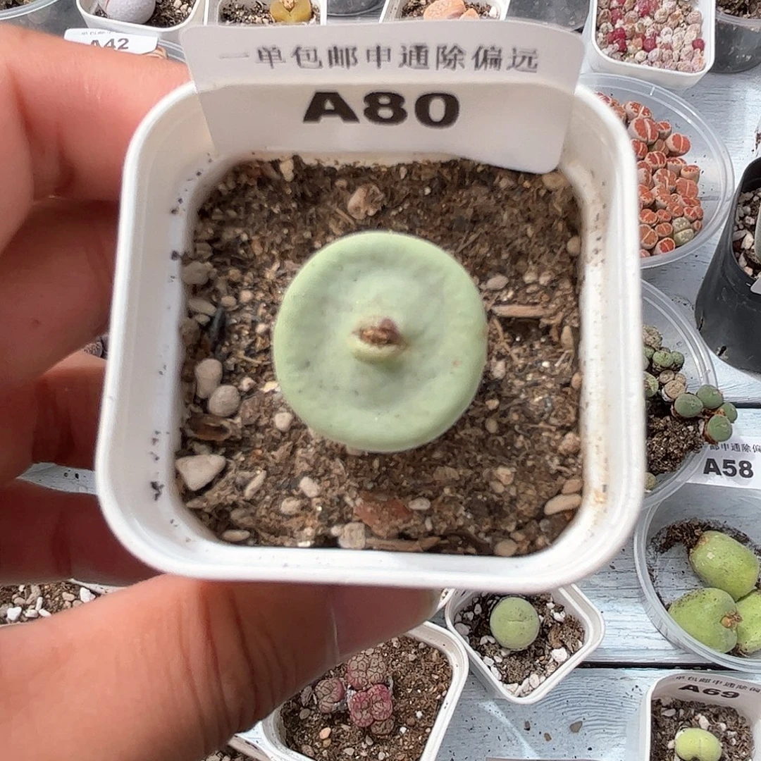 1111–番杏福利a80