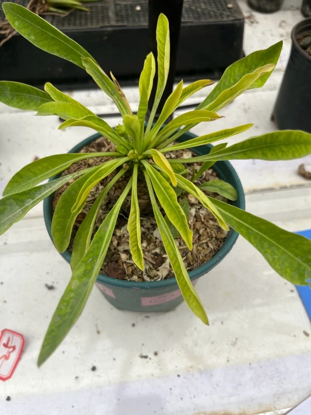 满18包邮 （铁甲丸）小