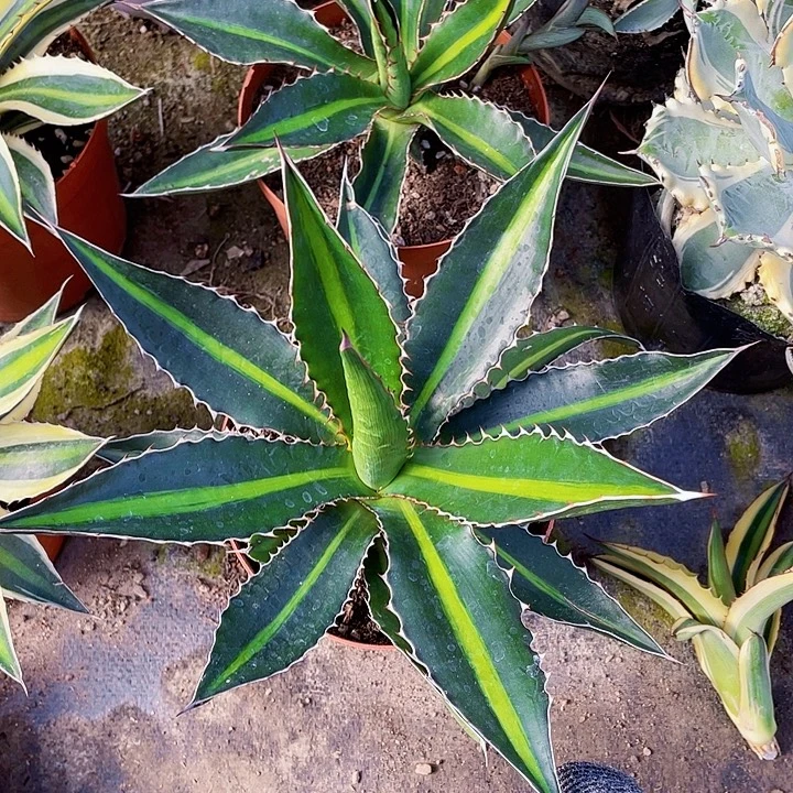 回***魏完全开放青黛兰裸根发货