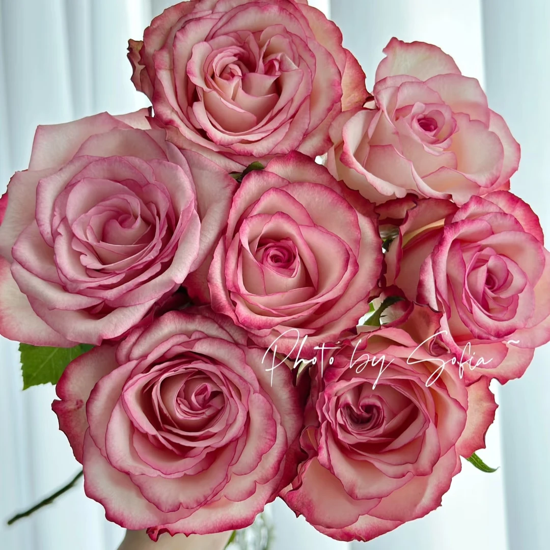 长岛冰茶单头玫瑰20枝，昆明斗南顺丰直发