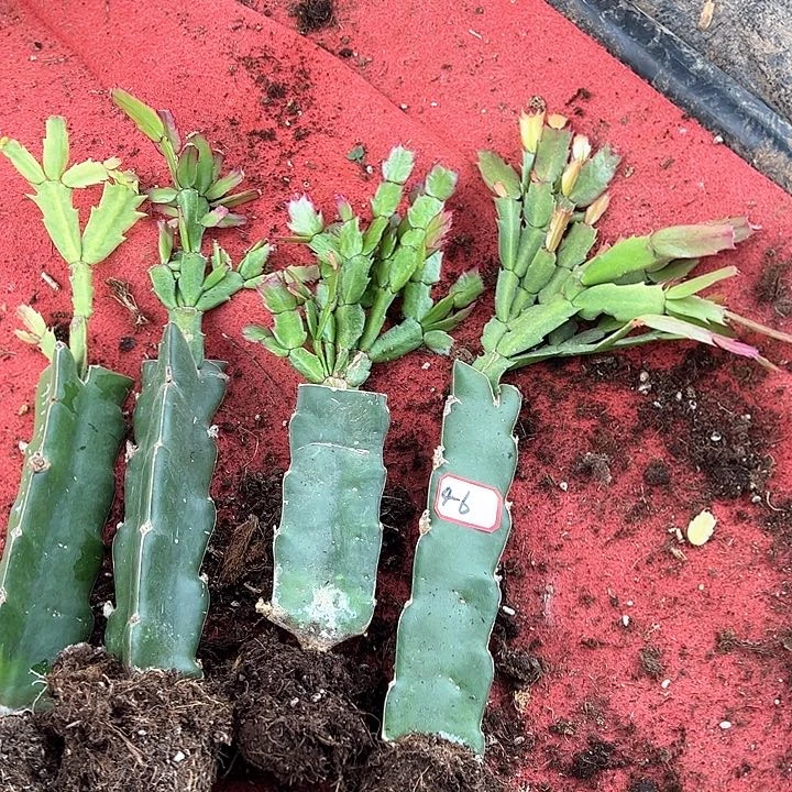 匹颗嫁接小破苗无售后4-6