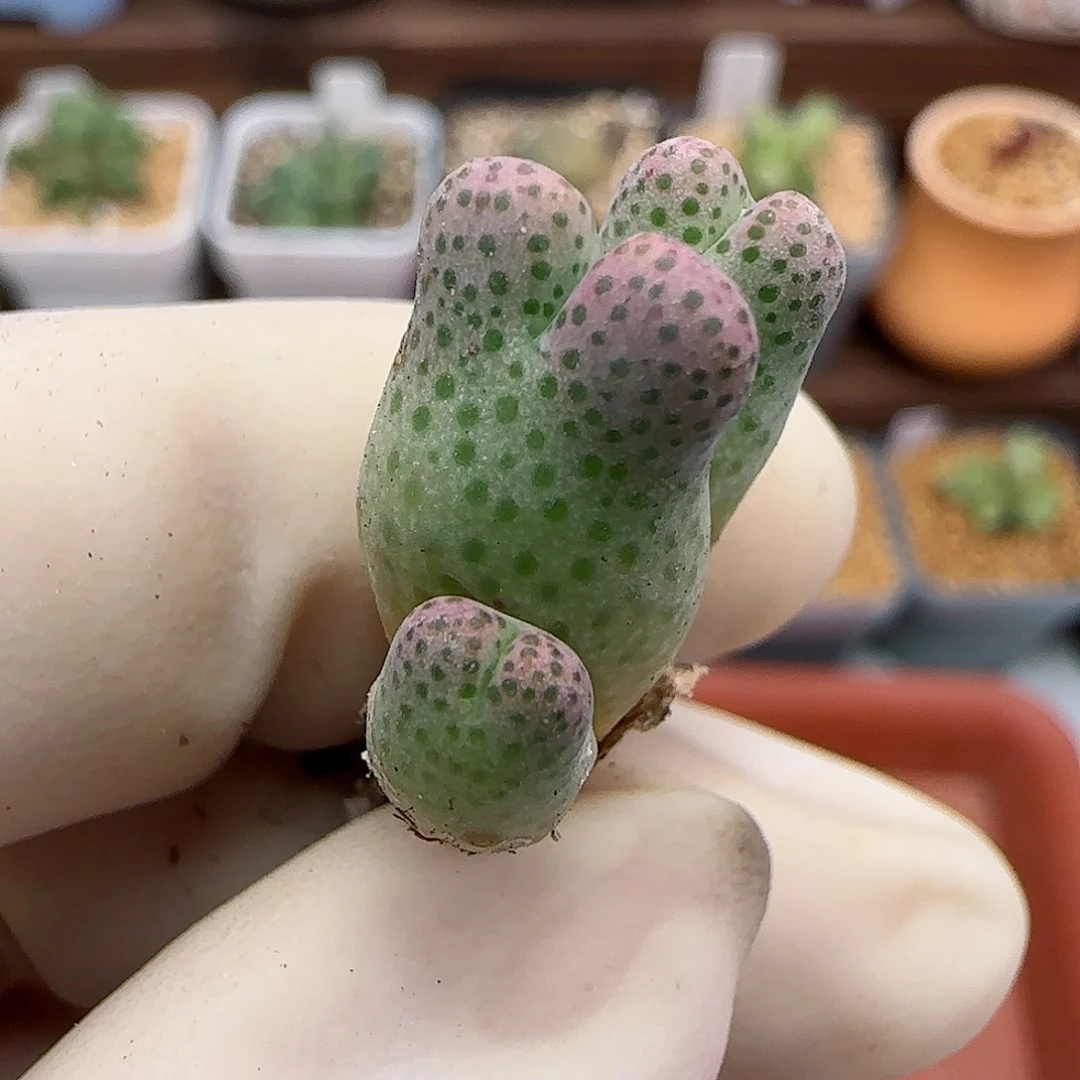 291园艺优选红斑马